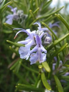 copie-de-rosmarinus-officinalis