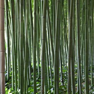 bp-phyllostachys-viridiglau