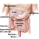 220px-Digestive_appareil-fr.svg