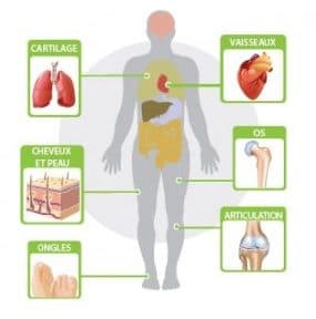 Tout savoir sur le G5… la formule anti vieillissement la plus puissante !