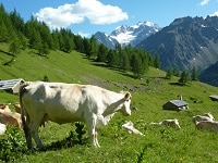 Pourquoi manger de la viande « ça donne des forces » est un mythe ?