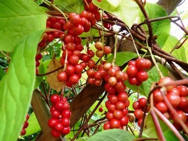 Schisandra de Chine:  il augmente les Energies Vitales