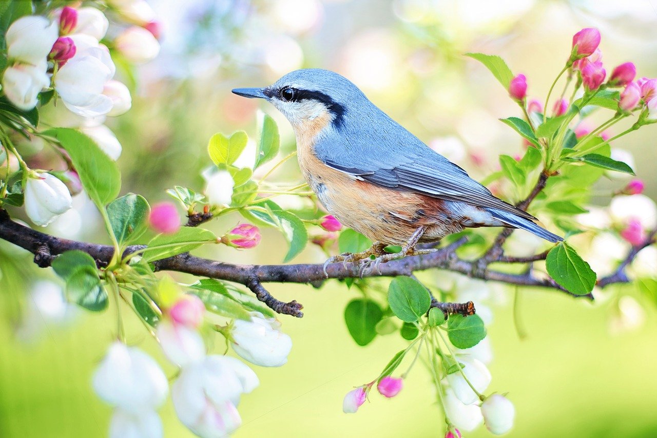 Comment trouver des solutions naturelles à ses allergies printannières?