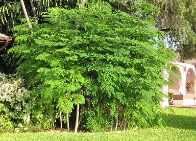 Le Moringa, une plante qui n’a pas fini de nous étonner