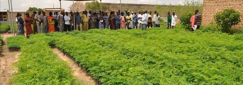 Le Moringa, un arbre aux mille vertus