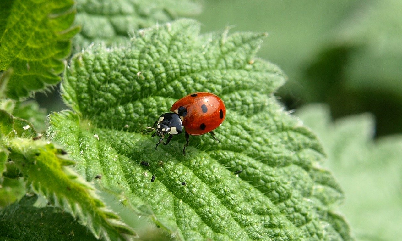 L’agriculture biologique passe par la santé des terres