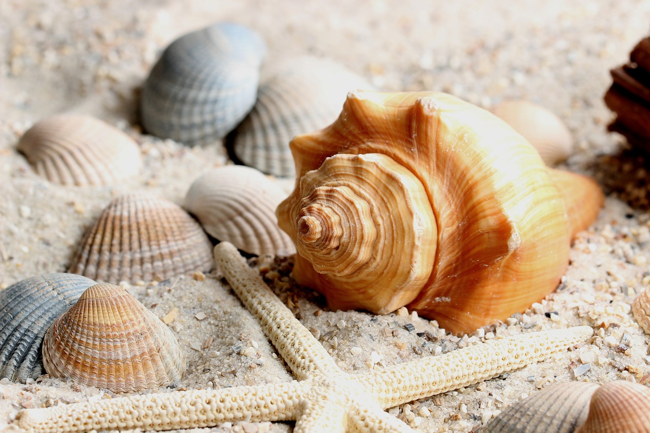 Fruits de mer: la santé dans l’assiette pour la fin de l’année.