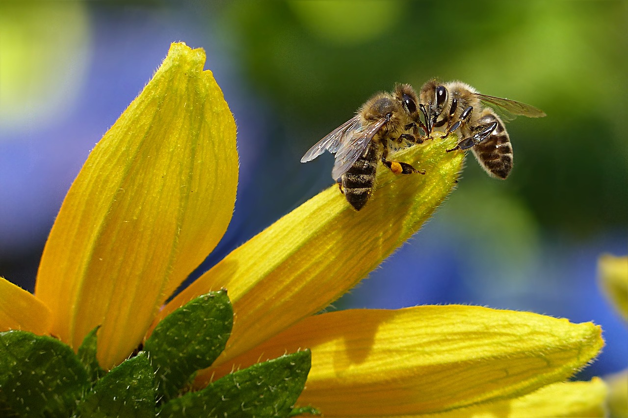 La propolis Aagaard : une prévention en cas de virus