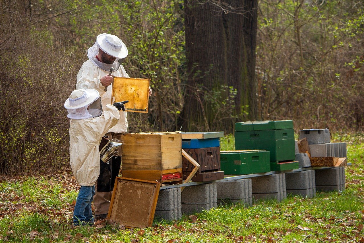 La propolis et ses étonnantes propriétés