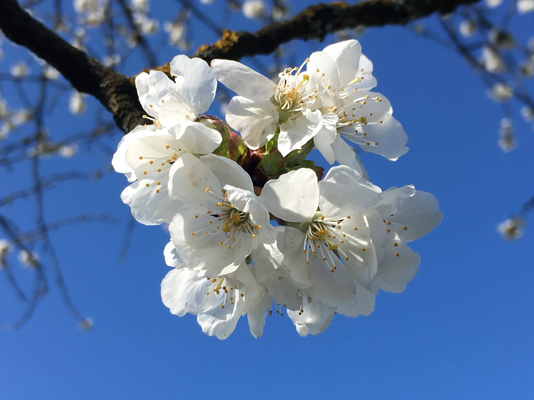 La journée de l’allergie… la nature a son mot à dire !