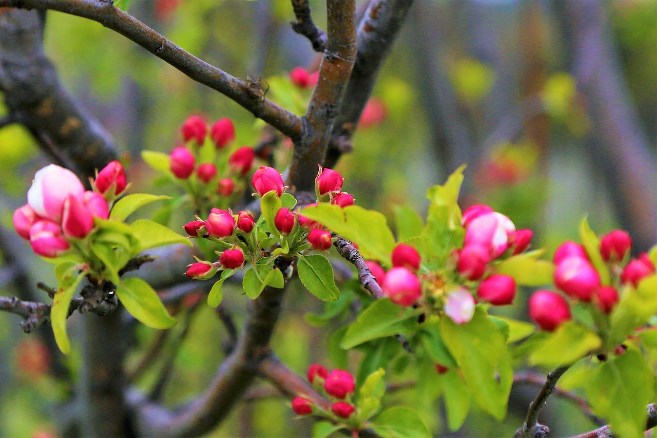 Accueillons ce printemps