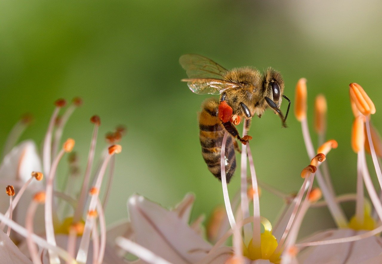 Coronavirus, maladie de Lyme et rhume des foins; y-a-il un lien?