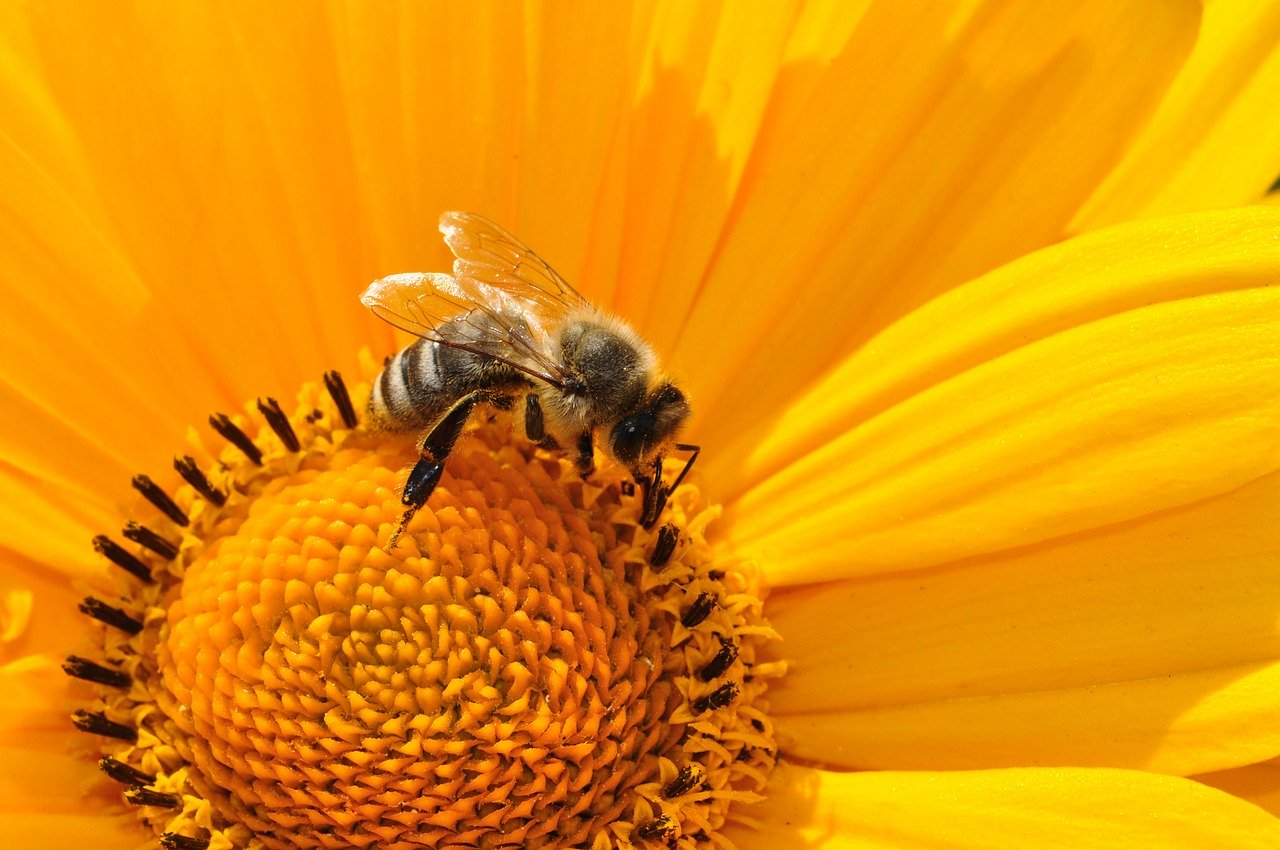 Une belle rentrée immunitaire avec la propolis Aagaard