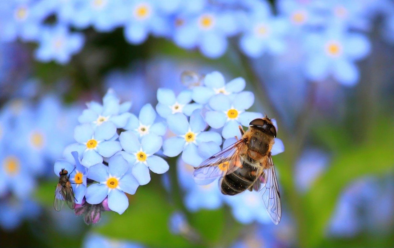 Savez-vous qu’on peut se protéger des virus et bactéries en prenant exemple sur les abeilles ?