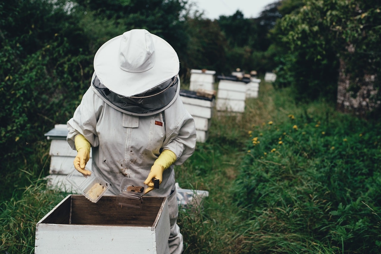 Vrai ou faux sur la propolis