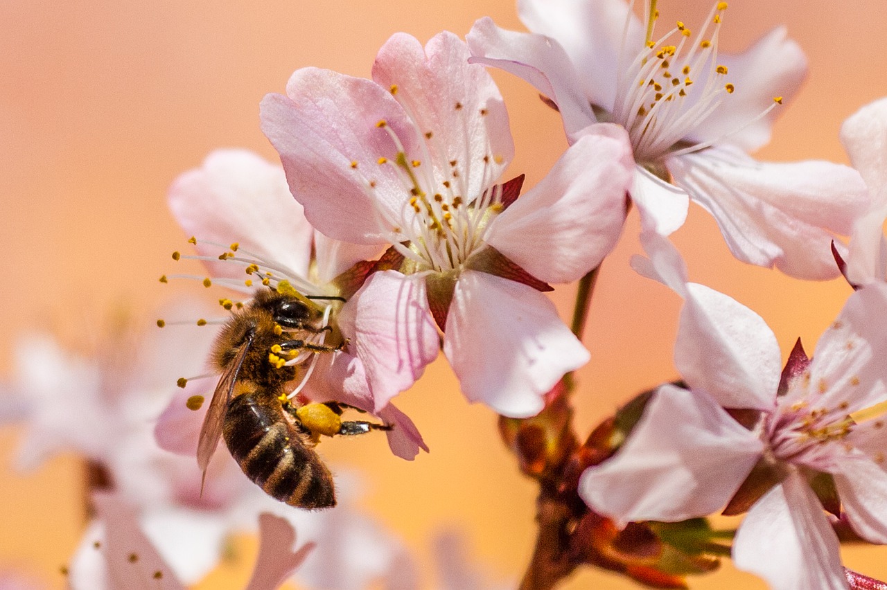 Les immenses possibilités de la propolis verte