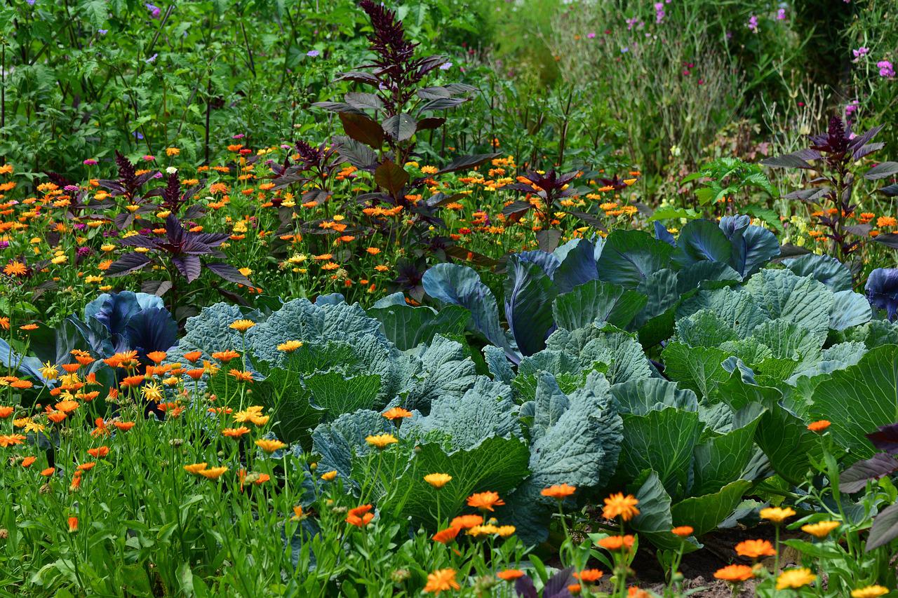 Quand le jardin devient une source de santé: (1ère partie)