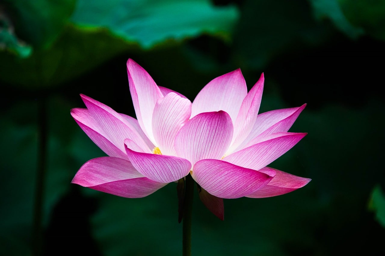 La racine de lotus : un polychreste d’exception pour notre santé