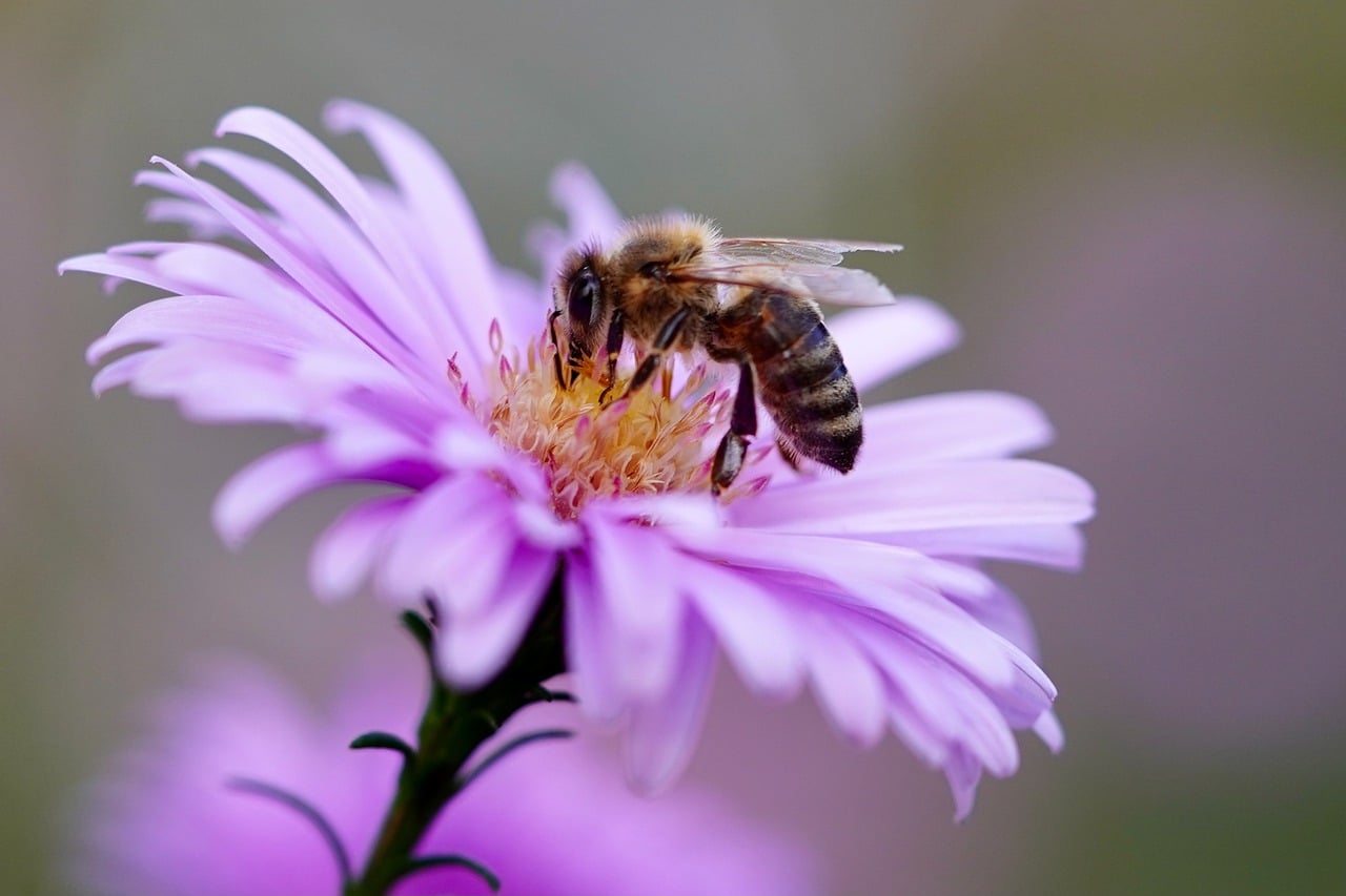 Quand la propolis verte Aagaard vient aider des patients Covid : étude clinique