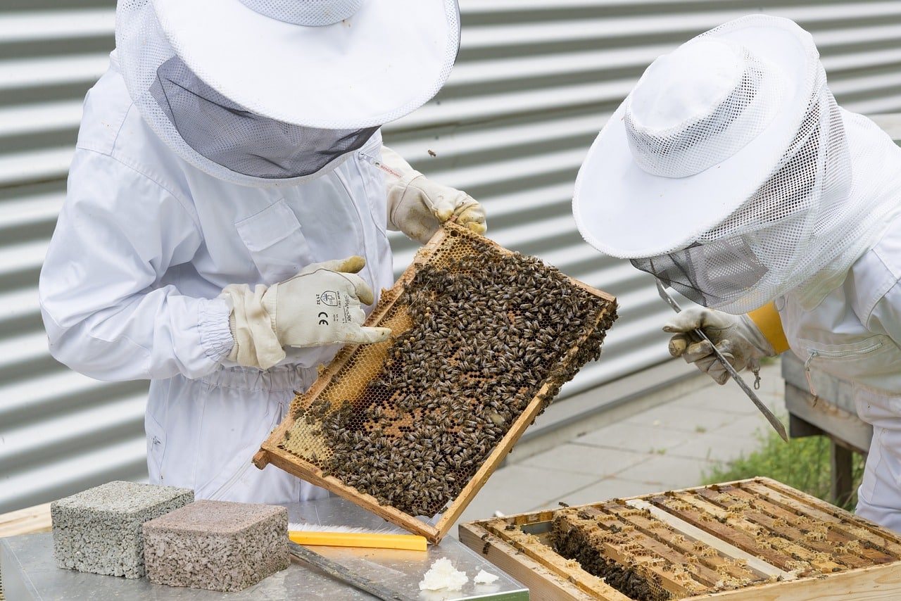 Témoignage sur la propolis Aagaard