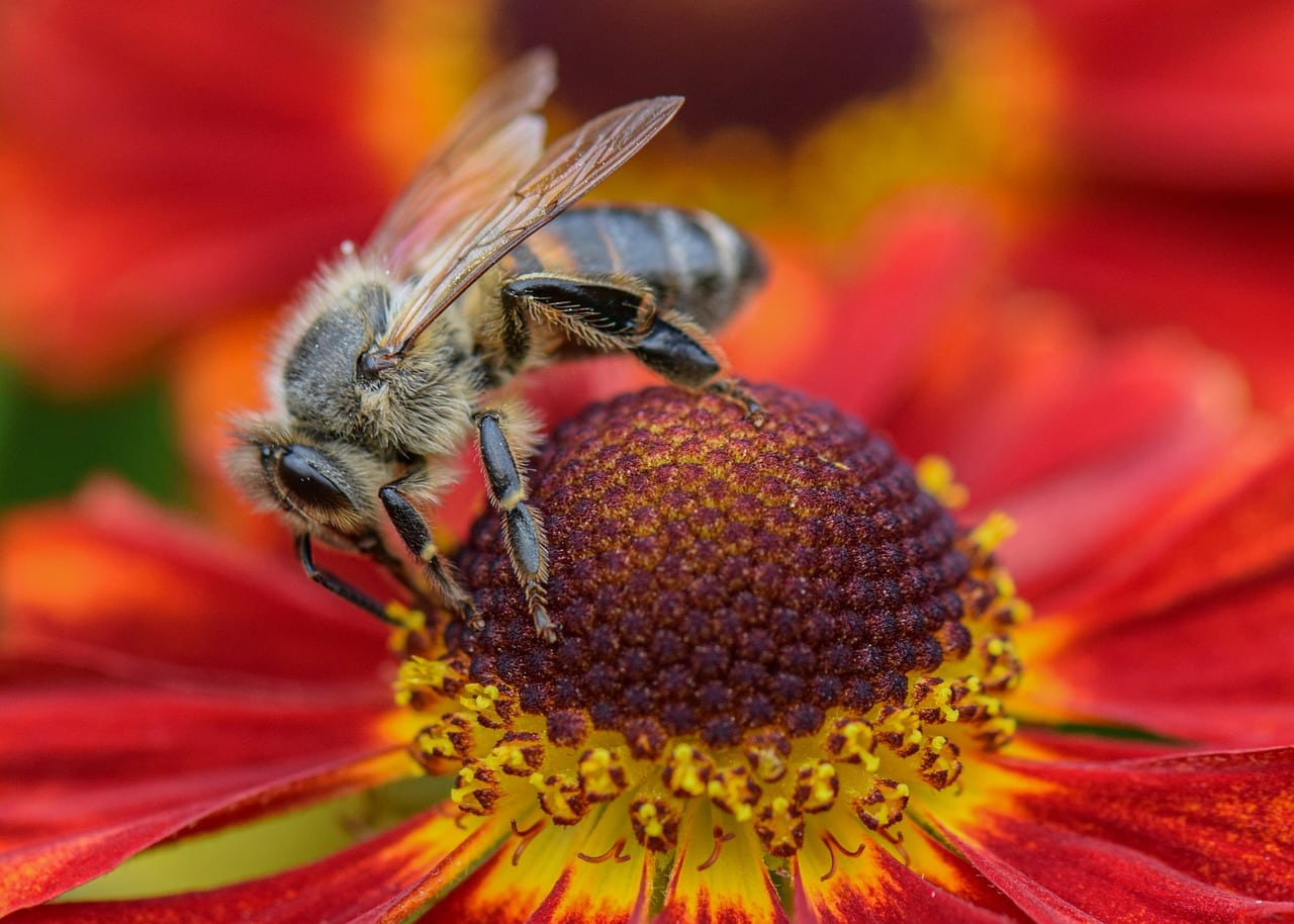 La propolis ou le mystérieux pouvoir de guérison des abeilles