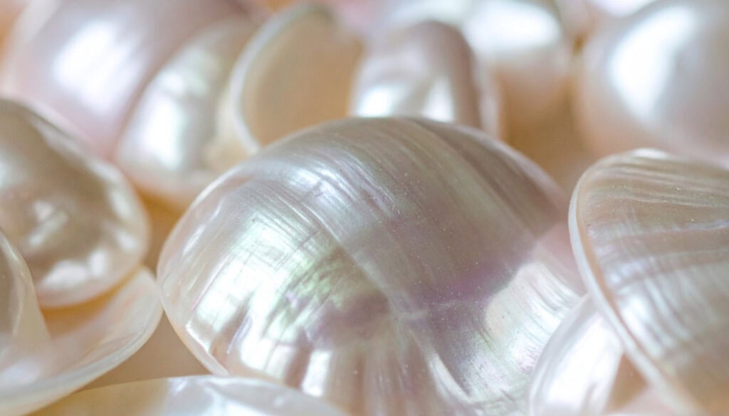 plusieurs coquilles de coquillage nacrées